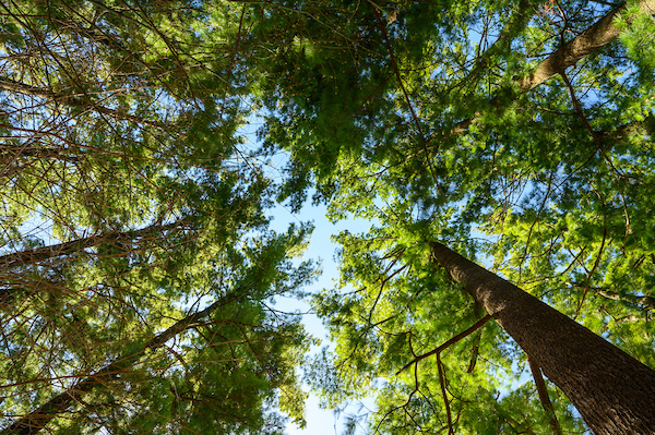 An upward view of tall, green pine trees and blue skies