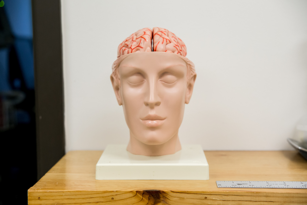 Model head with a model brain