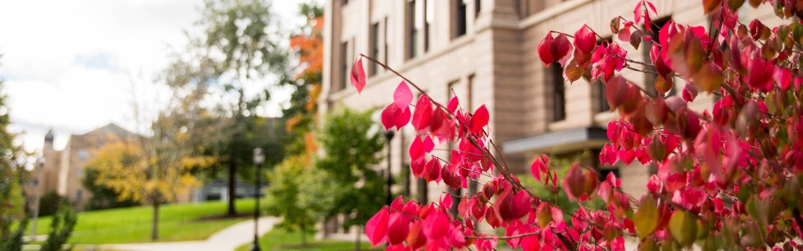 Red leaves outside of Education building