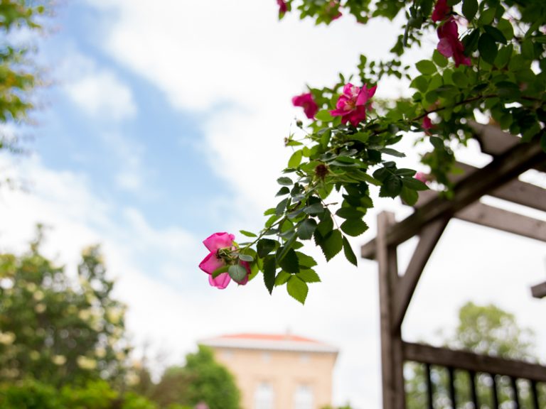Tree branch with a flower on a sunny day
