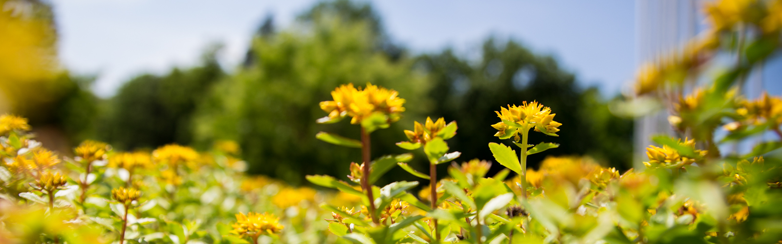 Yellow Flowers Blooming in Summer