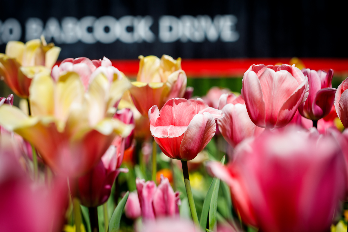 tulips with a sign in the background