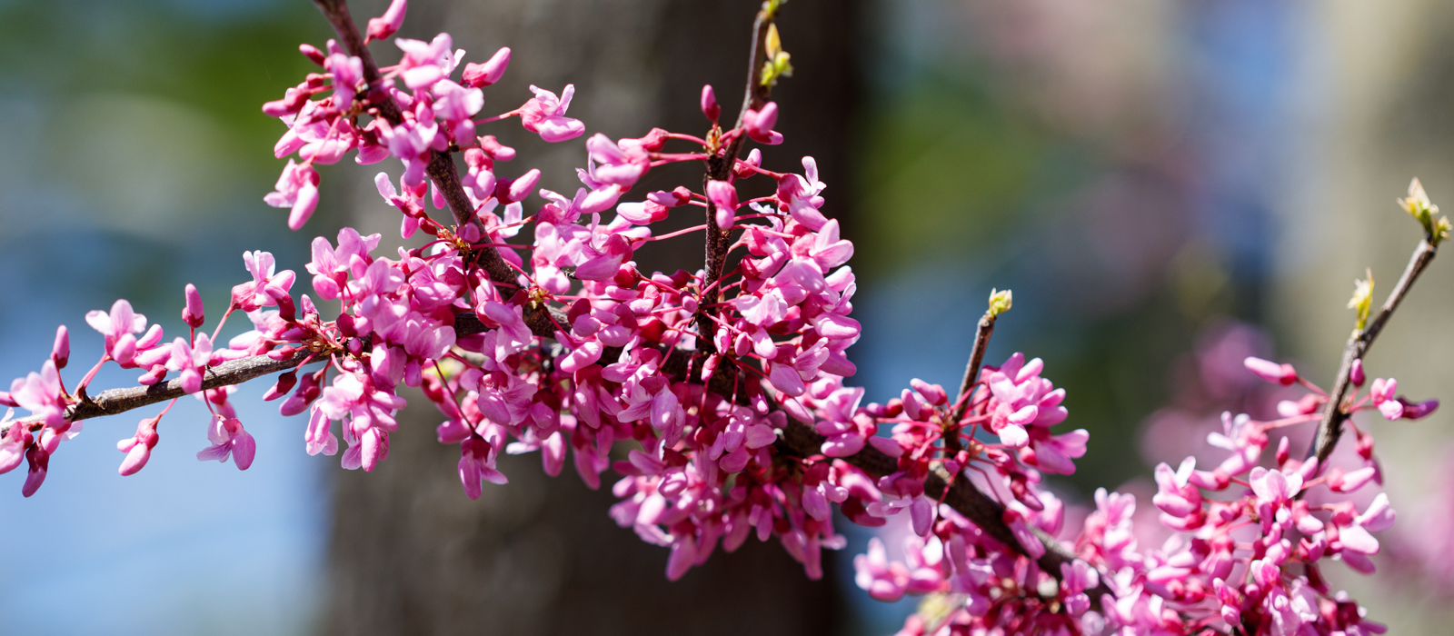 pink flowers
