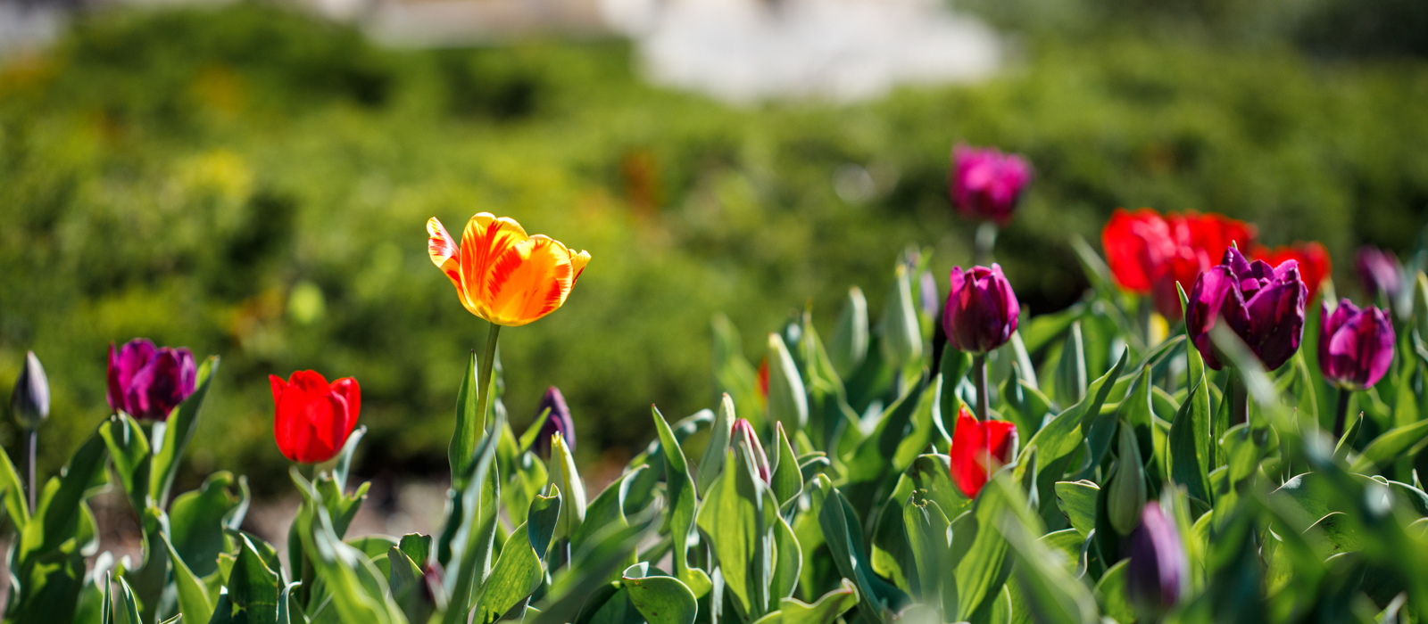 a bunch of tulips